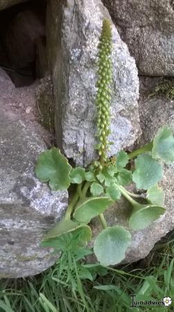 Struiken & Bomen