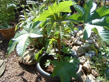 Foto's van uw Tuinplanten