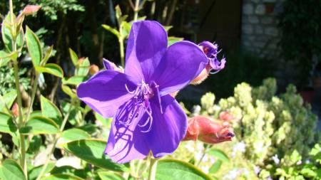 Foto's van uw Tuinplanten