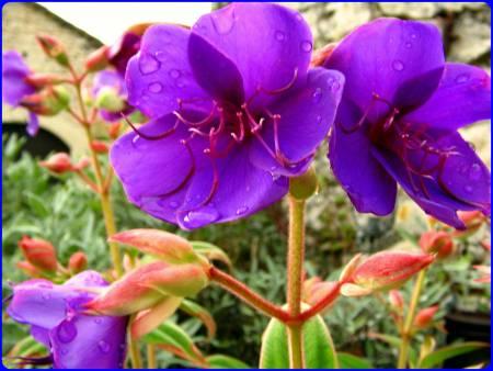 Foto's van uw Tuinplanten