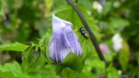 Allerlei Vragen ivm de Tuin