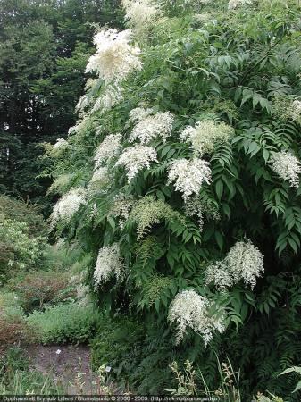 Planten & Tuinbenodigdheden