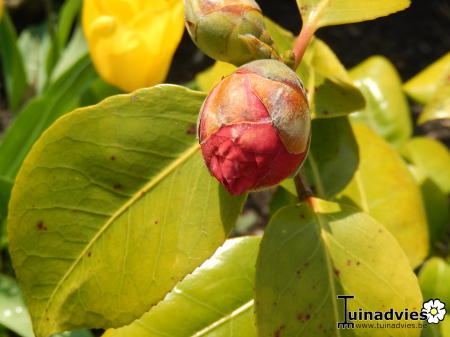 Bloemen & Planten