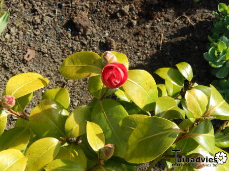 Bloemen & Planten