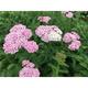 Achillea millefolium 