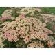 Achillea millefolium 