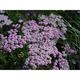 Achillea millefolium 