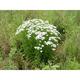 Achillea millefolium