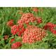 Achillea millefolium 