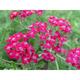 Achillea millefolium 