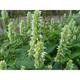 Agastache rugosa 