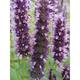 Agastache 