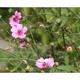 Althaea cannabina