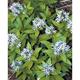 Amsonia tabernaemontana JS® 