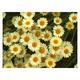 Anthemis hybrida (x) 