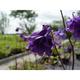 Aquilegia vulgaris