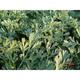 Artemisia absinthium 