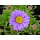 Aster alpinus