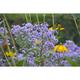 Aster novae-angliae JS® 