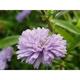 Aster novi-belgii 