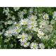 Aster universum 