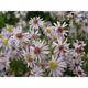 Aster ericoides 