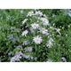 Aster cordifolius 