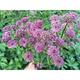 Astrantia major 