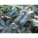 Asarum splendens