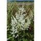 Astilbe arendsii 