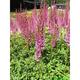 Astilbe chinensis 