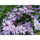 Aster 