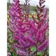 Astilbe chinensis 