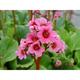 Bergenia 