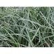 Carex oshimensis JS® 