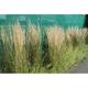 Calamagrostis acutiflora (x) 