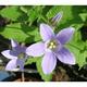 Campanula lactiflora 