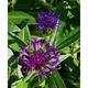 Centaurea montana 