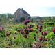 Cirsium rivulare 