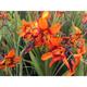 Crocosmia 