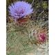 Cynara cardunculus