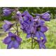 Delphinium 