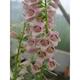 Digitalis 