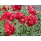 Dianthus 