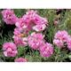 Dianthus 