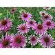 Echinacea purpurea 