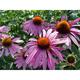 Echinacea purpurea