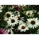 Echinacea purpurea JS® 