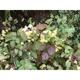 Epimedium versicolor (x) 