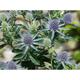 Eryngium planum 